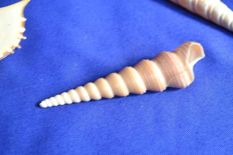 Tibia Fusus and Tibia Martini Shells x 4