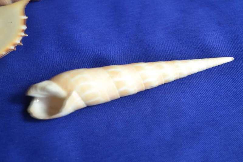 Tibia Fusus and Tibia Martini Shells x 4