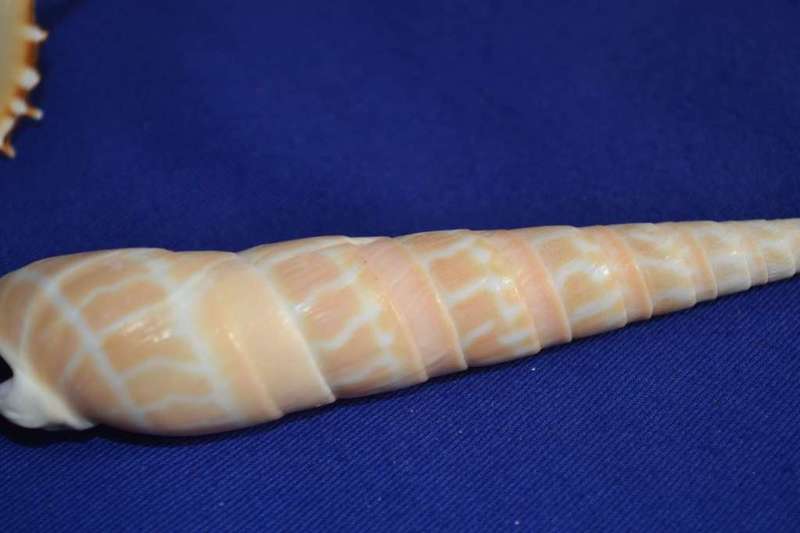 Tibia Fusus and Tibia Martini Shells x 4
