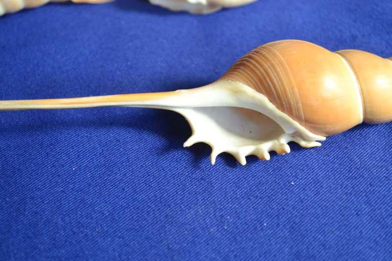 Tibia Fusus and Tibia Martini Shells x 4