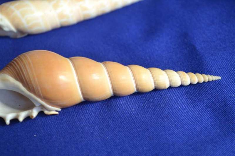 Tibia Fusus and Tibia Martini Shells x 4