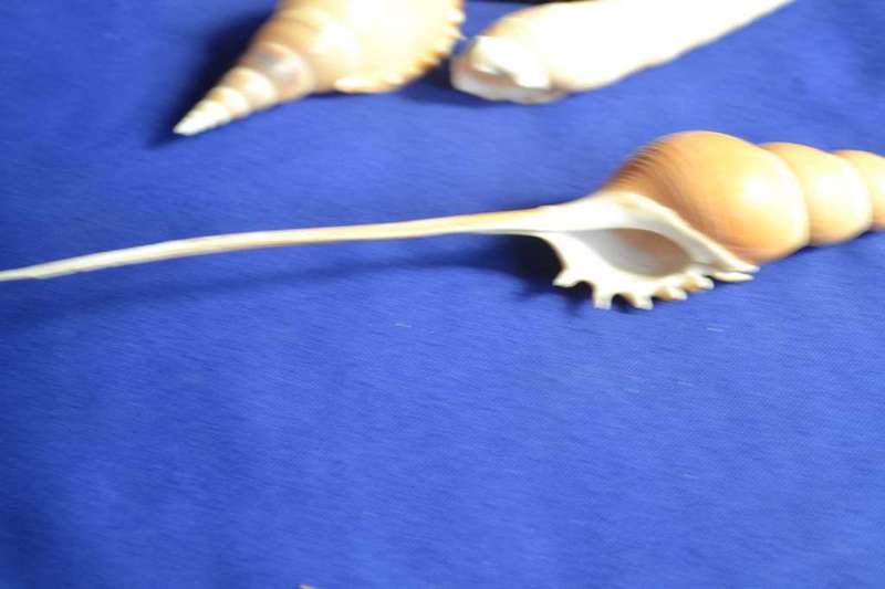 Tibia Fusus and Tibia Martini Shells x 4