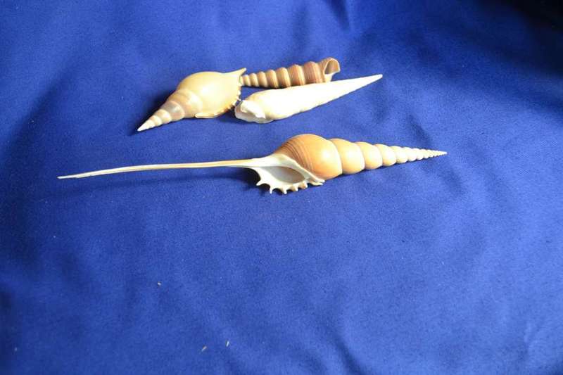 Tibia Fusus and Tibia Martini Shells x 4