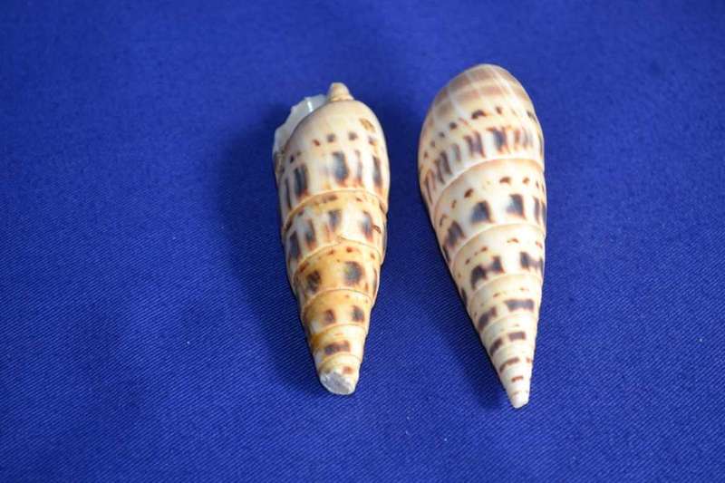 Marlin Spike Natural Sea Shells (Terebra Naculata)