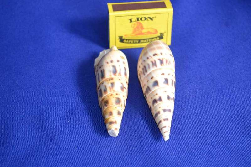 Marlin Spike Natural Sea Shells (Terebra Naculata)