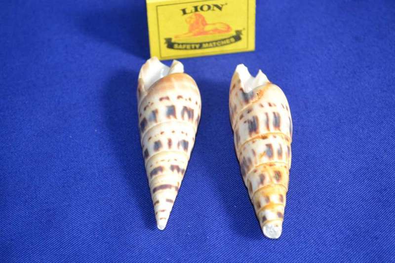 Marlin Spike Natural Sea Shells (Terebra Naculata)