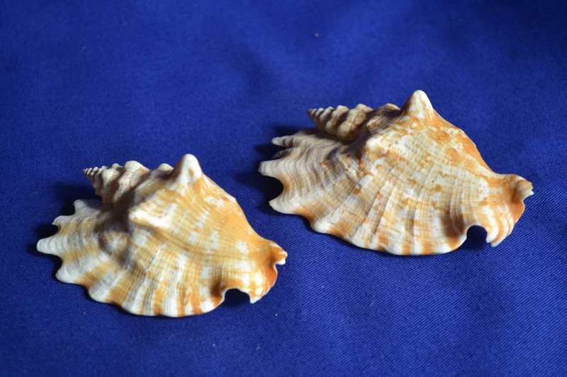 Strombus Sinuates Conch Shells