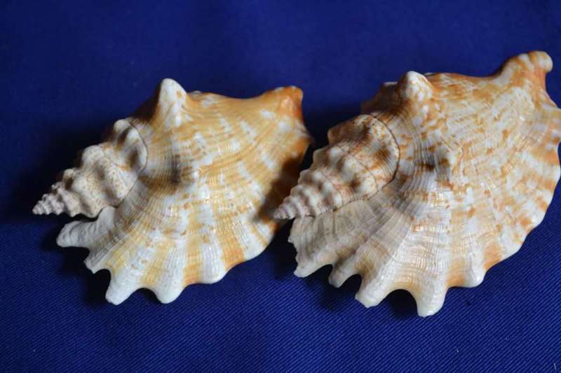 Strombus Sinuates Conch Shells