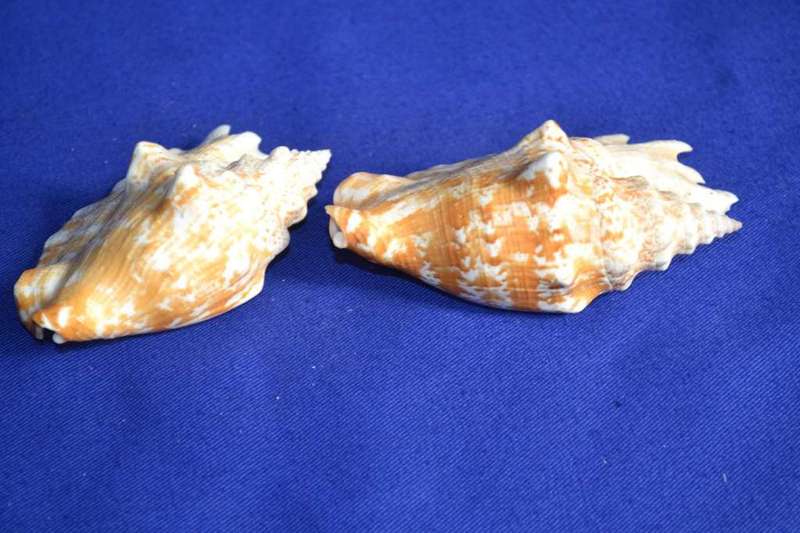 Strombus Sinuates Conch Shells