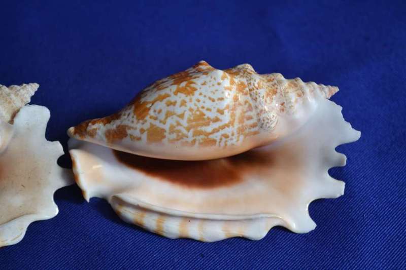 Strombus Sinuates Conch Shells