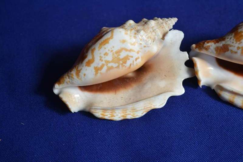 Strombus Sinuates Conch Shells