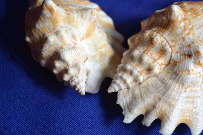 Strombus Sinuates Conch Shells