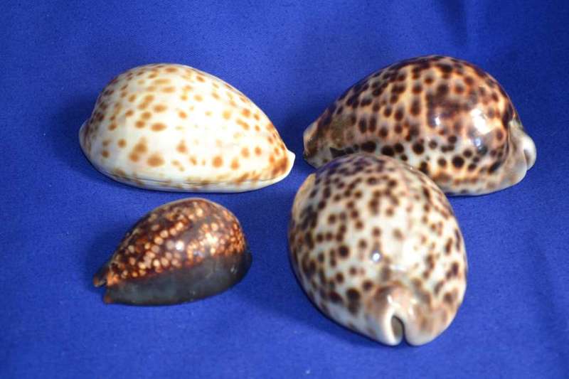 Various Cowrie Shells, Snakehead Cowrie, Tiger Cowrie and Philippines Cowrie