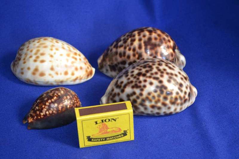 Various Cowrie Shells, Snakehead Cowrie, Tiger Cowrie and Philippines Cowrie