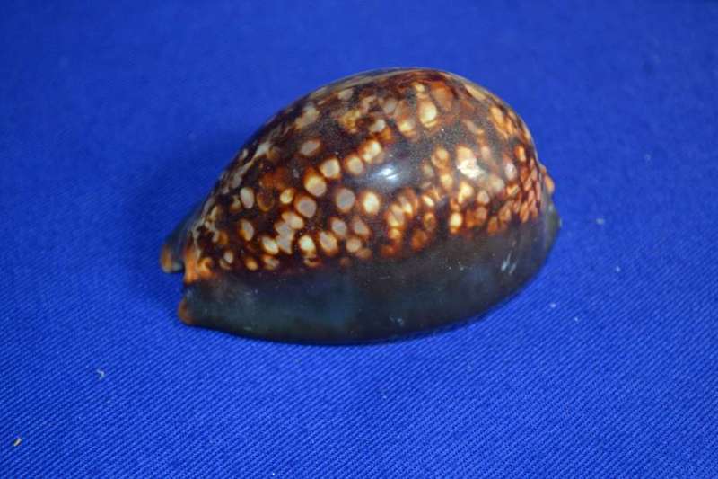 Various Cowrie Shells, Snakehead Cowrie, Tiger Cowrie and Philippines Cowrie