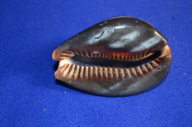 Various Cowrie Shells, Snakehead Cowrie, Tiger Cowrie and Philippines Cowrie