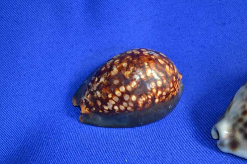 Various Cowrie Shells, Snakehead Cowrie, Tiger Cowrie and Philippines Cowrie
