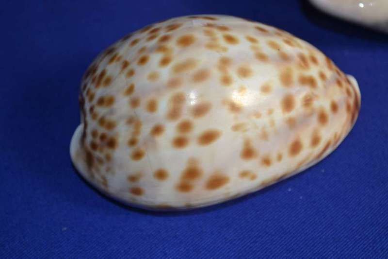 Various Cowrie Shells, Snakehead Cowrie, Tiger Cowrie and Philippines Cowrie