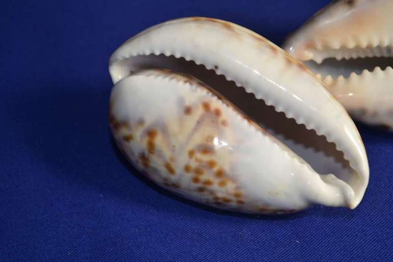 Various Cowrie Shells, Snakehead Cowrie, Tiger Cowrie and Philippines Cowrie