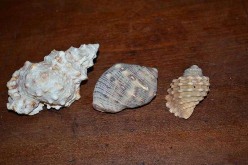 Assorted Natural Sea Shells