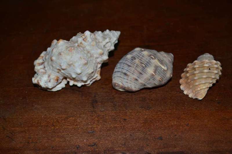 Assorted Natural Sea Shells