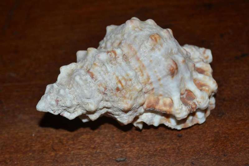 Assorted Natural Sea Shells