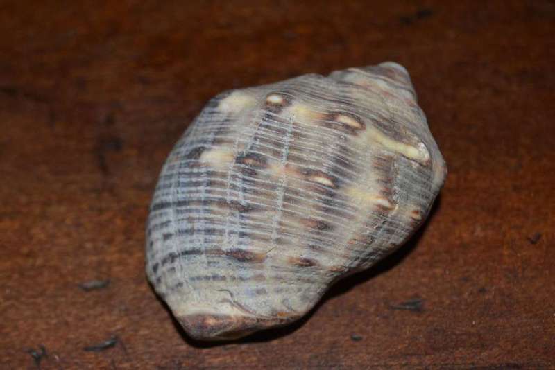 Assorted Natural Sea Shells