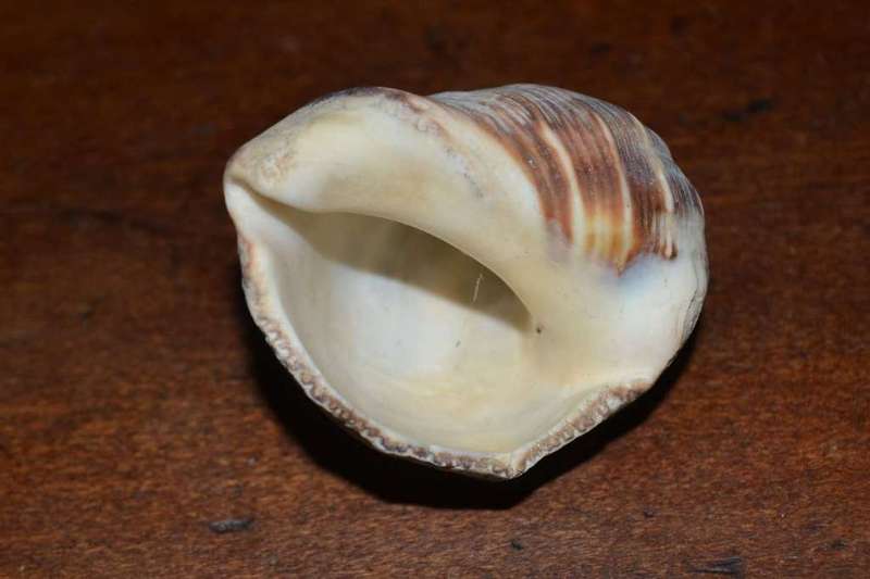 Assorted Natural Sea Shells