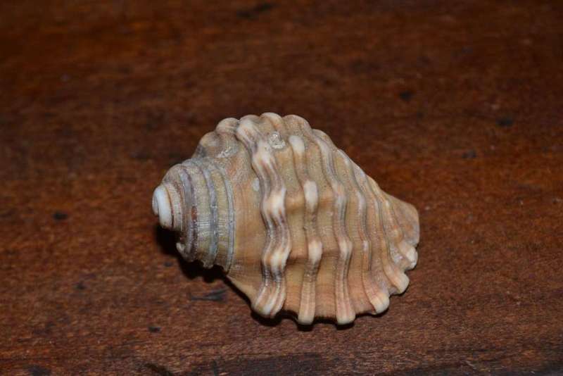 Assorted Natural Sea Shells