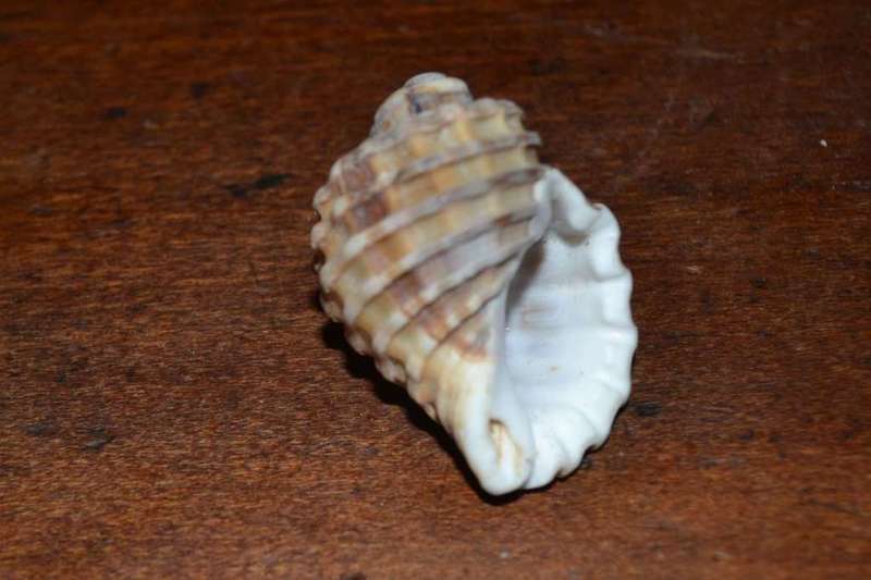 Assorted Natural Sea Shells