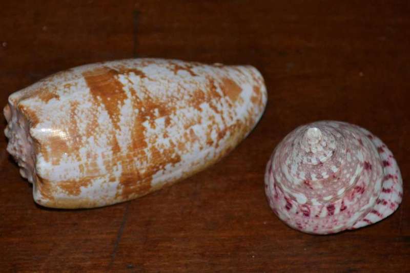 Natural Sea Shells, Olive Shell and  Cone Sprial Slit Shell