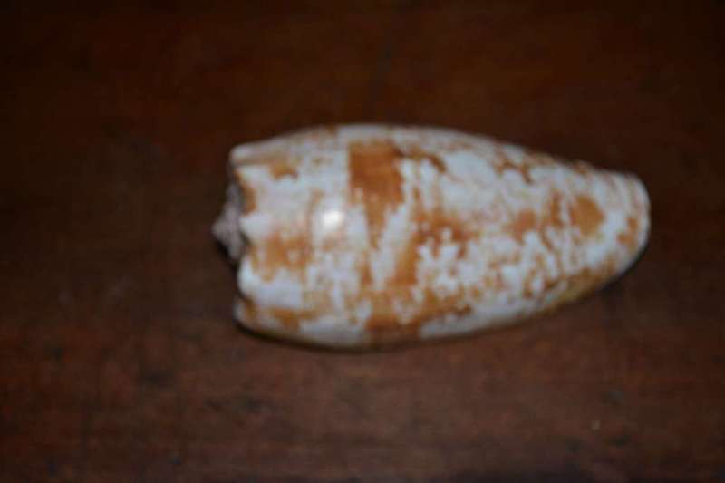 Natural Sea Shells, Olive Shell and  Cone Sprial Slit Shell
