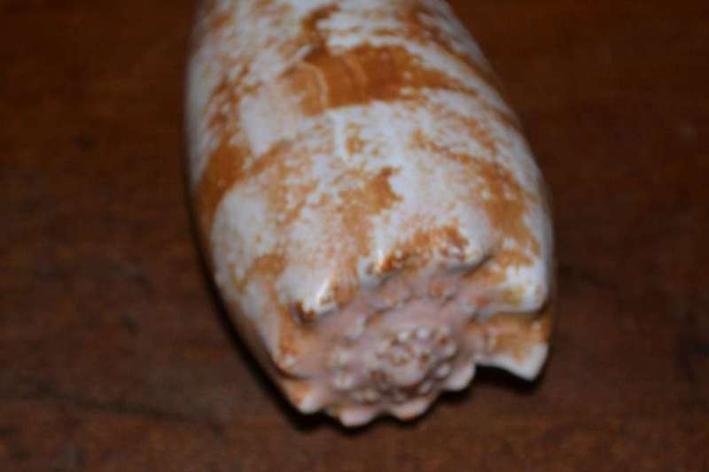 Natural Sea Shells, Olive Shell and  Cone Sprial Slit Shell