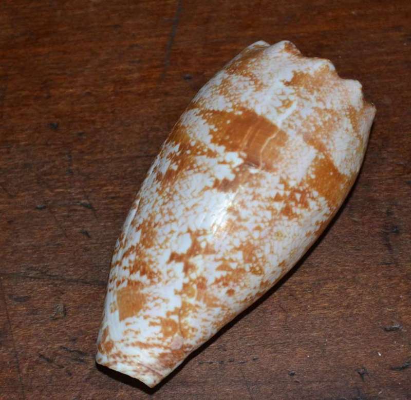 Natural Sea Shells, Olive Shell and  Cone Sprial Slit Shell