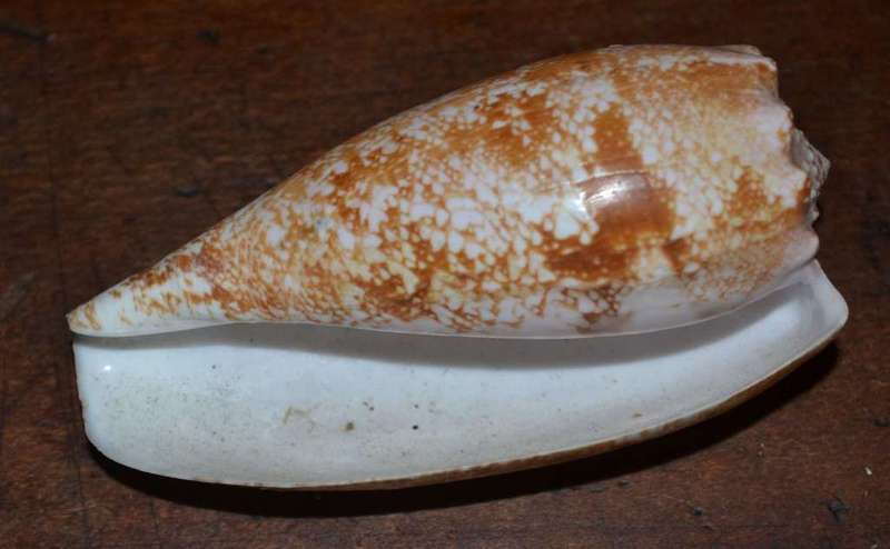 Natural Sea Shells, Olive Shell and  Cone Sprial Slit Shell