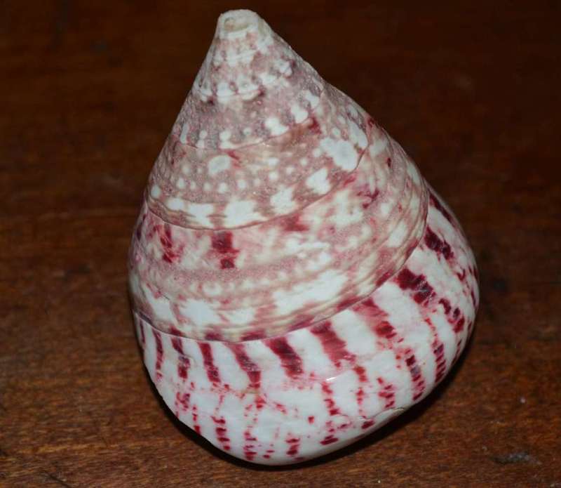 Natural Sea Shells, Olive Shell and  Cone Sprial Slit Shell