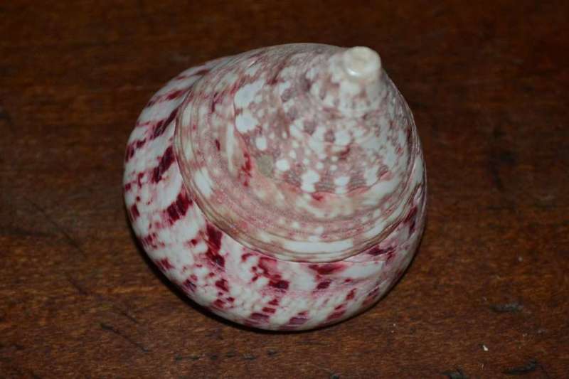 Natural Sea Shells, Olive Shell and  Cone Sprial Slit Shell