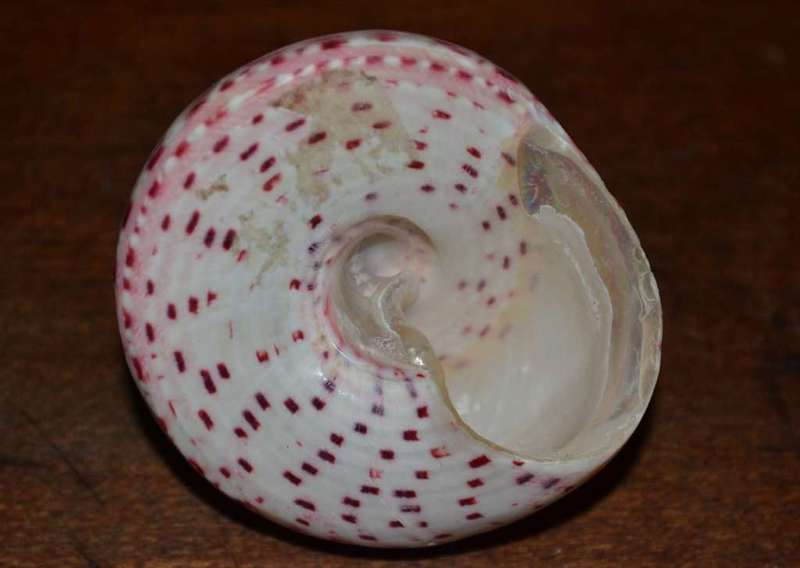 Natural Sea Shells, Olive Shell and  Cone Sprial Slit Shell
