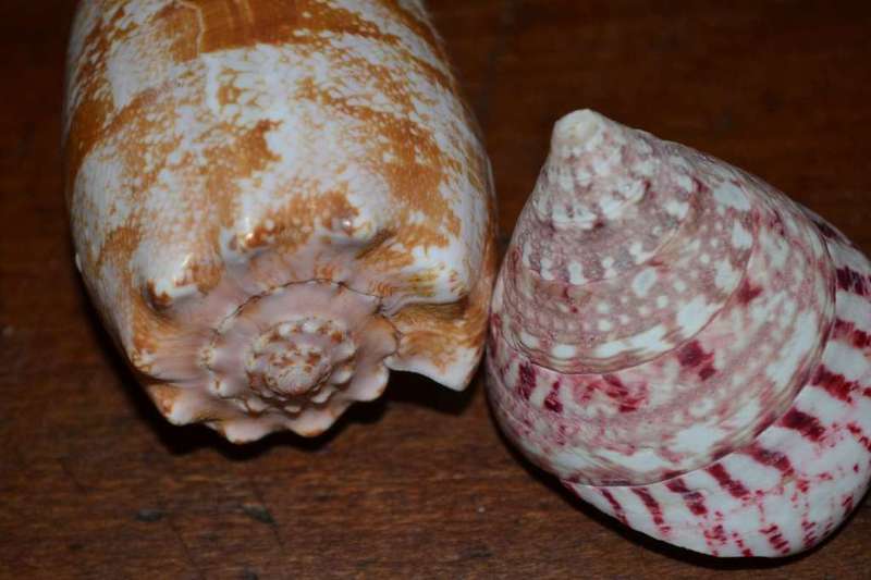 Natural Sea Shells, Olive Shell and  Cone Sprial Slit Shell