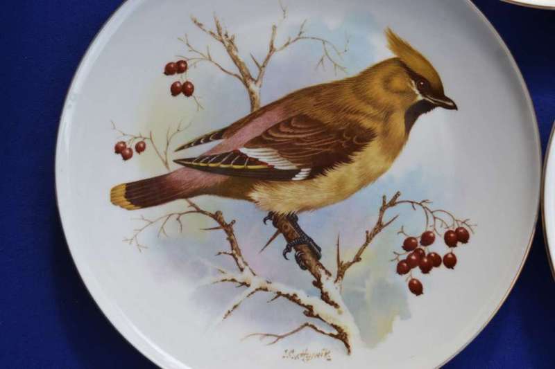Constantia China Set of Three Bird Display / Wall Plates