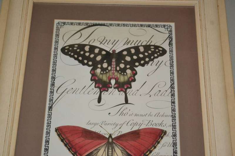 Large Vintage Stle Butterfly Print - Framed behind Glass