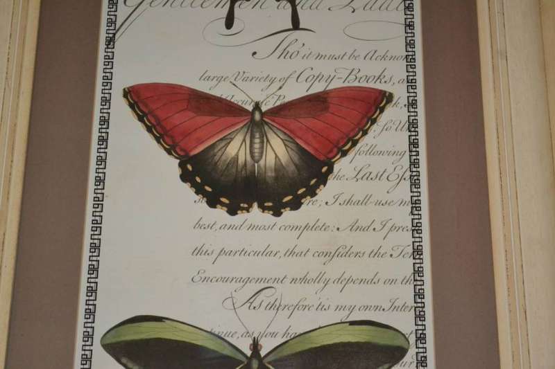 Large Vintage Stle Butterfly Print - Framed behind Glass