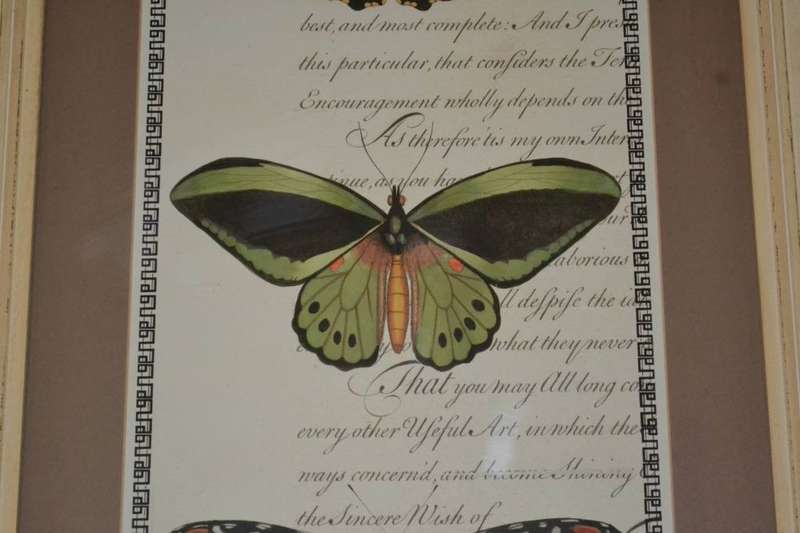 Large Vintage Stle Butterfly Print - Framed behind Glass