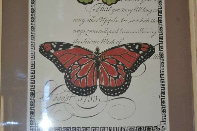 Large Vintage Stle Butterfly Print - Framed behind Glass
