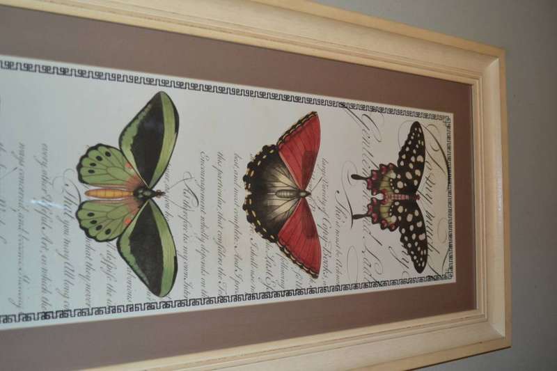Large Vintage Stle Butterfly Print - Framed behind Glass