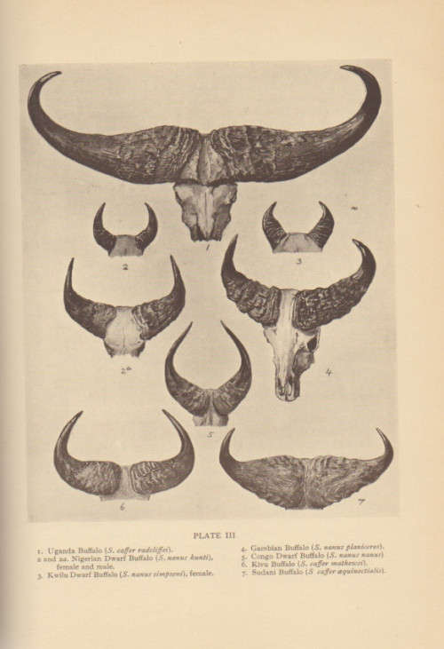 `THE GAME ANIMALS OF AFRICA` BY R LYDEKKER, 1932