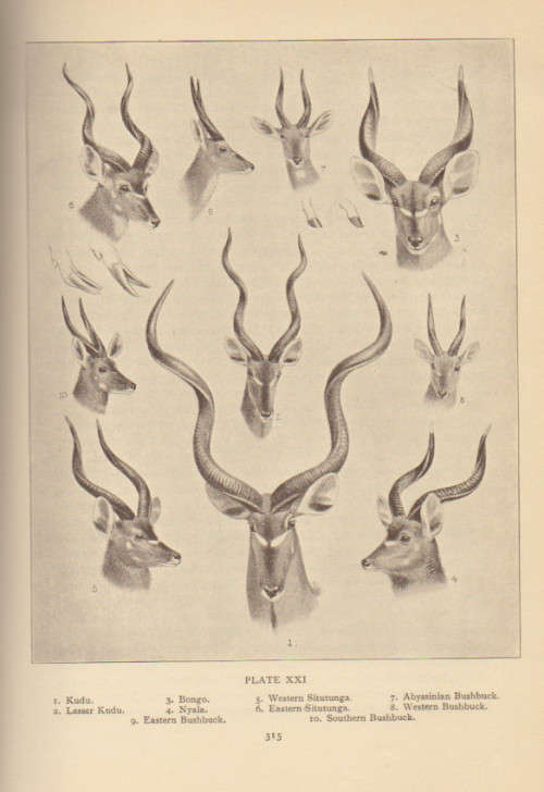 `THE GAME ANIMALS OF AFRICA` BY R LYDEKKER, 1932