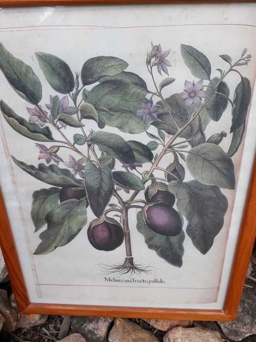 2ND OF THE FRAMED LARGE QUALITY BOTANICAL PRINT BRINJAL OR EGGPLANT