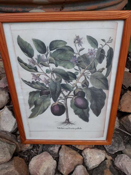 2ND OF THE FRAMED LARGE QUALITY BOTANICAL PRINT BRINJAL OR EGGPLANT