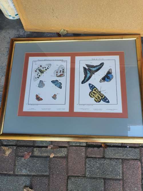 Very nice framed large butterfly print